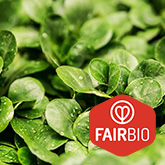 Fairbio Feldsalat