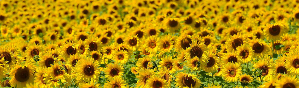 Sonneblumen 1